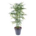 Bambou artificiel NEW GREEN