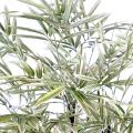 Bambou BLACK SHIROSHIMA LARGE