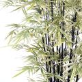 Bambou BLACK SHIROSHIMA LARGE