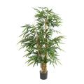 BAMBOU BUDDHA TREE