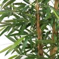 BAMBOU BUDDHA TREE