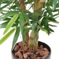 BAMBOU BUDDHA TREE